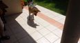 Video: Confused Dog Doesn’t Quite Grasp the Concept of Having a Shadow