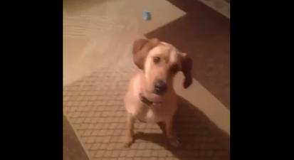 VIDEO – Now This Dog COMMITS To Playing Dead