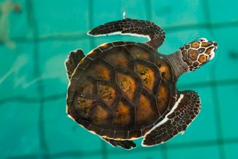 VIDEO: Wait for it… Turtle Makes a Magical Jump Into the Water