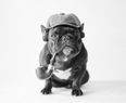 In Photos: Magnifique! Adorable French Bulldog Likes to Play Dress Up