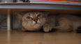 Purrfect: A Video Explanation of Why We Like Watching Cats on the Internet