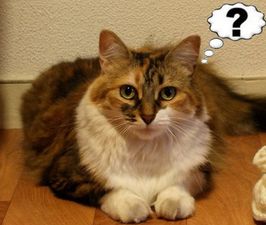 PICTURE – “Kitty Is Looking Terribly Confused” – Irish Girl Posts Adorable Photo To Facebook To Tell Friends She’s Pregnant