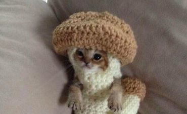 Photo: Meet Wasabi-Chan the Injured Kitten Saved By Crochet