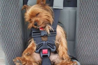GALLERY – Thirteen Animals That Are Most Definitely More Tired Than You