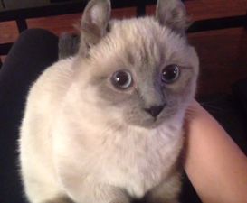 Video: Meet Yoda, the Adorable, Short and Fluffy “Midget” Kitten That Will Brighten Your Day