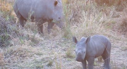 Video: Adorable Baby Rhino “Charges” at Tourists