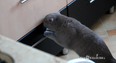 Video: Cat Burglar Alert – Sneaky Cat Caught Thieving