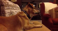 Video: A True Trekkie – Dog Gets Very Excited When he Hears Star Trek Music