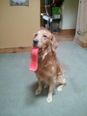 PICTURE: This Dog Is A Complete Lick