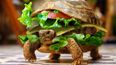 Man Tries to Smuggle Turtle Disguised as a Burger Through Airport