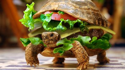 Man Tries to Smuggle Turtle Disguised as a Burger Through Airport