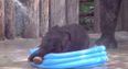 Video: Adorable 3 Week Old Baby Elephant Has a Brilliant Time in a Paddling Pool