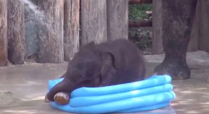 Video: Adorable 3 Week Old Baby Elephant Has a Brilliant Time in a Paddling Pool