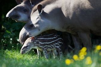 Two Year Old Girl and Mother Hospitalised After Attack at Dublin Zoo