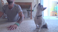 VIDEO – This Chihuahua Is Better At Yoga Than All Of Us… Combined
