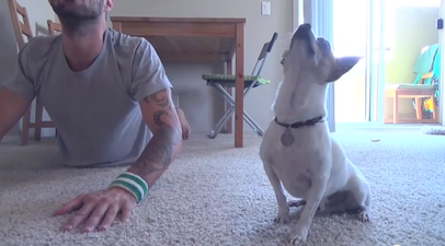 VIDEO – This Chihuahua Is Better At Yoga Than All Of Us… Combined