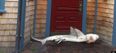 PICTURE: KNOCK, KNOCK, Who’s there? Jaws, That’s Who