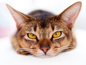 Woman’s Body Eaten By Her Beloved Animals After She Dies