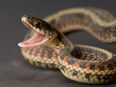 DEADLY: Decapitated Snake Bites Its Own Slithering Body