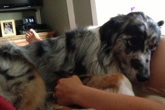 PICTURE – This Dog Is Eagerly Awaiting The Arrival Of His New Best Friend