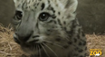 Video: Meet the Adorable Snow Leopard Cub Born in Chicago