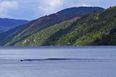 PICTURE: Is That The Loch Ness Monster? Photographer Convinced He Has Captured The Creature