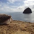 Is This the Most Loved Hedgehog Ever? Owner Captures Hedgehog’s Best Moments