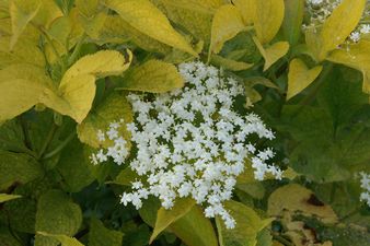 Recipe: A Simple Way to Cook Delicious Deep-Fried Elderflowers