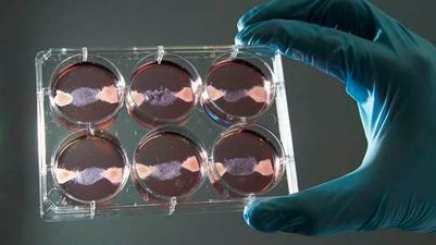 Hungry? The World’s First Test Tube Burger Will Be Served Up Today