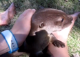 Video: This Delighted Baby Otter is Very Happy to Meet You