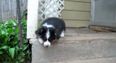 VIDEO – Adorable Corgi Tries To Get Up And Down The Stairs