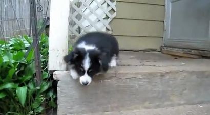 VIDEO – Adorable Corgi Tries To Get Up And Down The Stairs