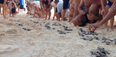 Video: Resort Guests Line-Up to Help Baby Turtles Make Their Way to the Sea