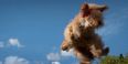 VIDEO – Flying Dogs V’s Flying Cats, Is This The Greatest (Cutest) Video Ever Made?