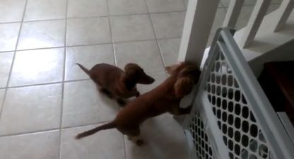 Video: These Adorable Mini Dachshund Puppies LOVE Their Bathtime