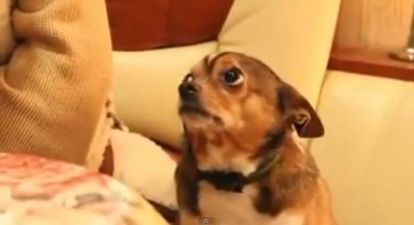 VIDEO – Is This The Guiltiest Looking Dog You Have Ever Seen? Quite Possibly