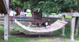 Video: Two Very Cute Baby Goats Duel on a Playground Bridge