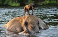 PICTURE: The Most Unlikely Best Friends In The Animal Kingdom Ever?