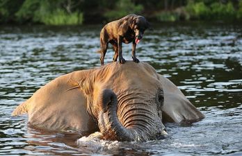 PICTURE: The Most Unlikely Best Friends In The Animal Kingdom Ever?