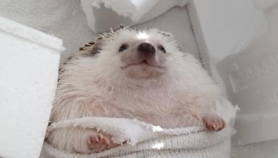 Move Over Miley – Hedgehog Does ‘Wrecking Ball’
