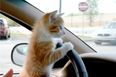 Kitten Makes Epic Journey From Galway To Belfast… In A Car Engine
