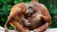 Video: Orangutan Asks Girl For Help Through Sing Language