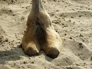 PICTURE: How To Get The Perfect Camel Toe