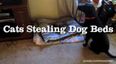 VIDEO – Need A Pick Me Up In This Weather? Cats Stealing Dogs Beds Will Make Everything Better