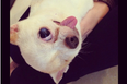 Latest Instagram Sensation: Yogurt The Pirate Dog