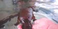 Video: Playful Platypus Gets a Friendly Belly Rub