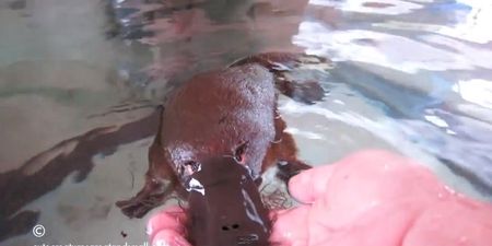 Video: Playful Platypus Gets a Friendly Belly Rub