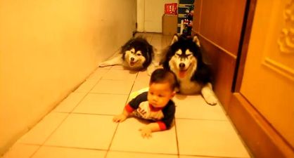 VIDEO – Baby Learns To Crawl With The Help Of These Adorable Huskies