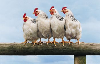 Food for Thought: The Story Behind Chicken à la King