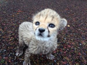Photo: Fota Wildlife Park Celebrates the Birth of First Cheetah Cub in Five Years